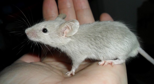 mouse%20white